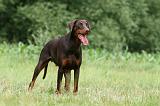 DOBERMANN 1272